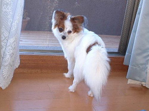 �����`�b�N�ȃ��[�������